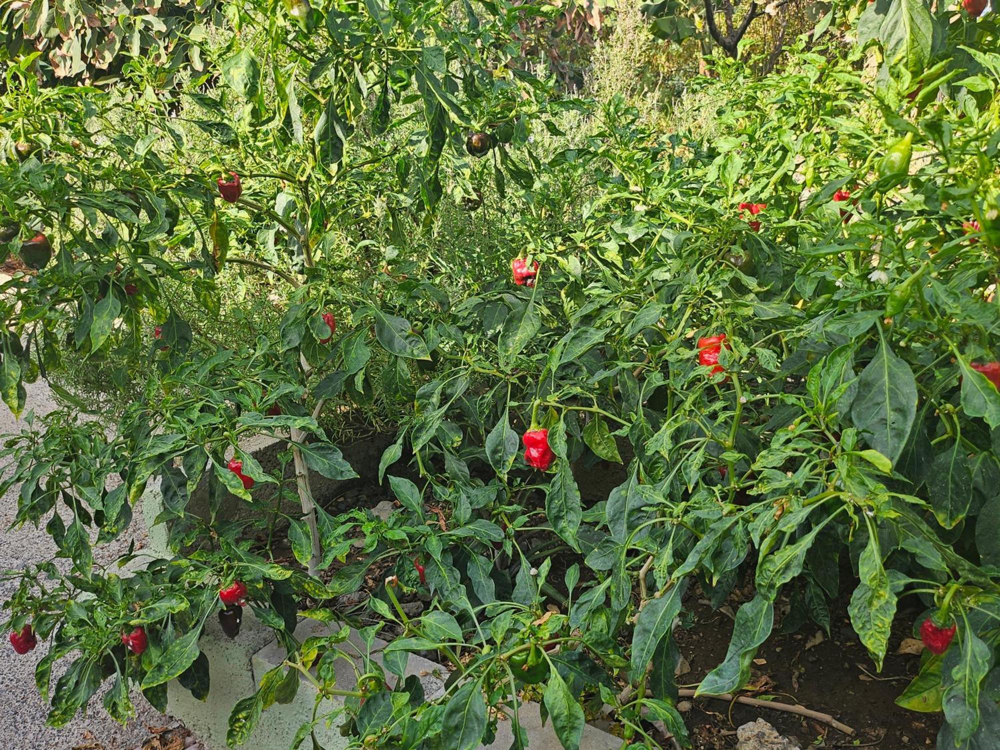 헤르미가 Casa Erika 빌라 외부 사진